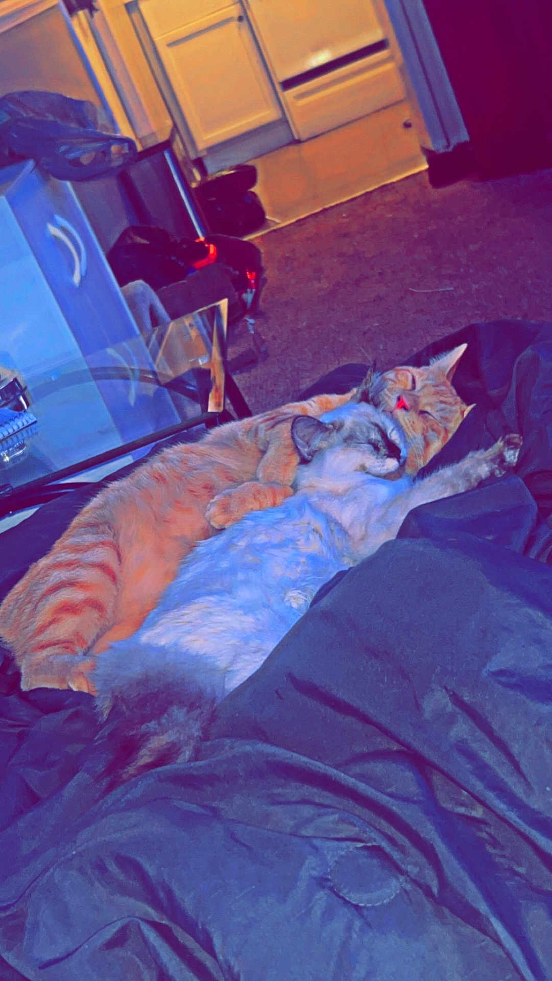 Sebastian Camacho is registered to the contest to win money with this photo: cat, cats, snuggling, hugging, orange_tabby, gray_cat, white_cat, blanket, indoor, cozy, sleeping, feline, pet, cute, affection, resting, fur, domestic_animal, animal, comfort