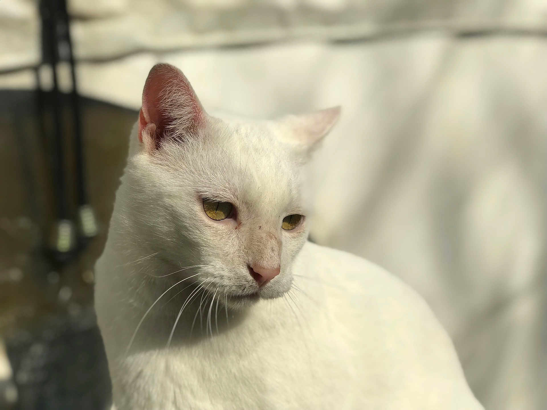 Sockiesocks joined the competition — help win amazing prizes! cat, white_cat, feline, pet, portrait, whiskers, yellow_eyes, close_up, sunlight, soft_focus, fur, nose, ear, shadow, relaxed, pensive, indoor, domestic_cat, cute, animal