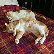 Whiskey joined the competition — help win amazing prizes! bed, blanket, calm, cat, cats, cozy, domestic_cat, fur, ginger_cat, home, indoor, orange_and_white, paws, pet, plaid, portrait, relaxed, sleeping, two_animals, whiskers