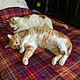 bed, blanket, calm, cat, cats, cozy, domestic_cat, fur, ginger_cat, home, indoor, orange_and_white, paws, pet, plaid, portrait, relaxed, sleeping, two_animals, whiskers