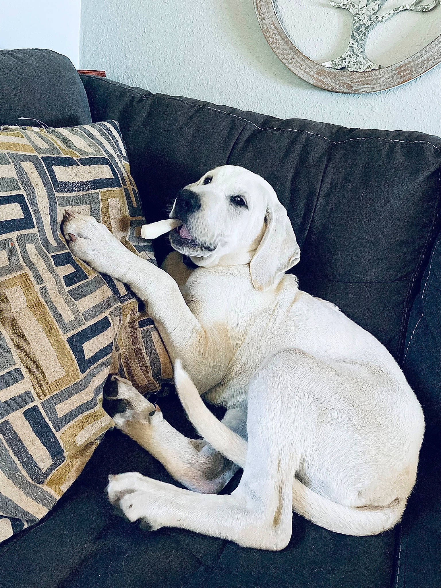 Jax is registered to the contest to win money with this photo: bedding, carnivore, chair, comfort, companion_dog, couch, dog, dog_breed, flooring, furniture, house, linens, living_room, pillow, rectangle, room, sporting_group, studio_couch, throw_pillow, working_animal