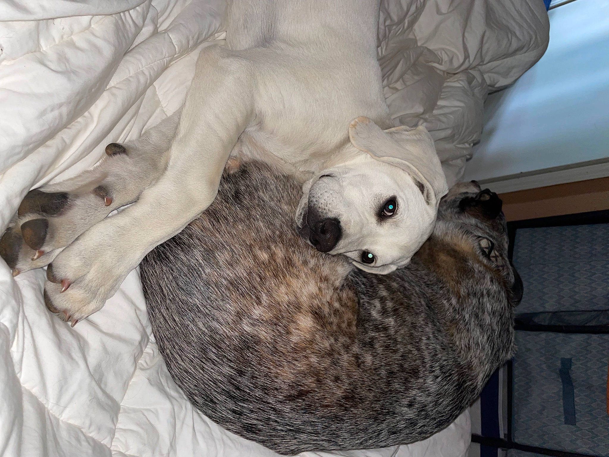 Jax joined the competition — help win amazing prizes! canidae, carnivore, comfort, companion_dog, couch, dog, dog_breed, fawn, felidae, fur, mammal, polish_tatra_sheepdog, snout, sporting_group, stuffed_toy, terrestrial_animal, toy, vertebrate, whiskers, working_animal