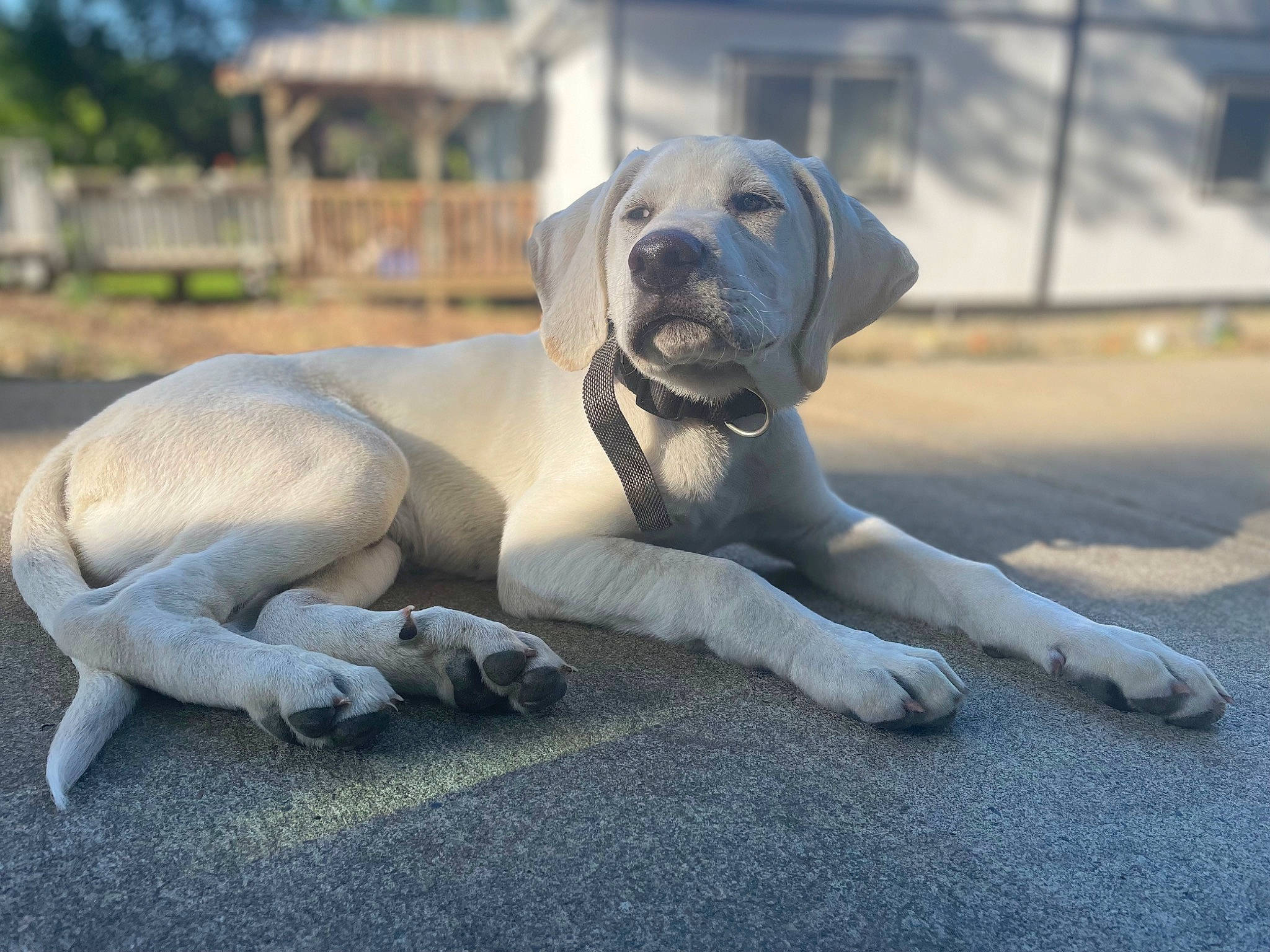 Jax joined the competition — help win amazing prizes! canidae, carnivore, comfort, companion_dog, dog, dog_breed, fawn, grey, non_sporting_group, paw, snout, sporting_group, tail, terrestrial_animal, working_animal