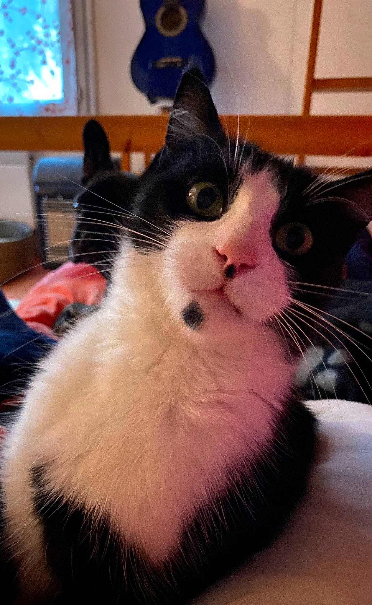 Booba a rejoint le concours — aidez-le/la à gagner de superbes lots ! blue, box, carnivore, cat, claw, comfort, curtain, domestic_short_haired_cat, felidae, flooring, fur, paw, small_to_medium_sized_cats, snout, tail, whiskers, window