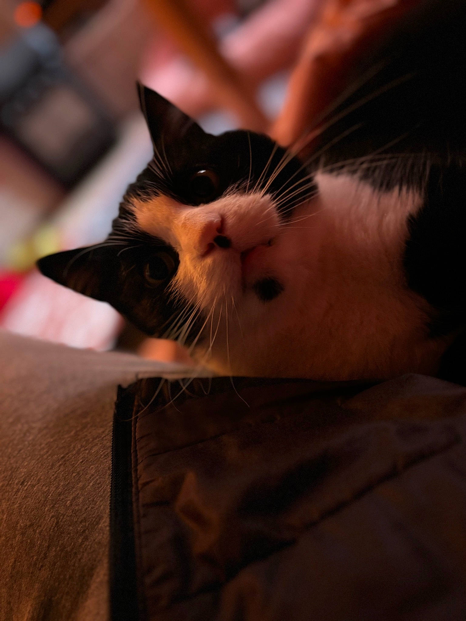 Booba a rejoint le concours — aidez-le/la à gagner de superbes lots ! arm, carnivore, cat, comfort, domestic_short_haired_cat, ear, eye, eyelash, fawn, felidae, gesture, human_body, iris, leg, nail, paw, small_to_medium_sized_cats, snout, tail, whiskers