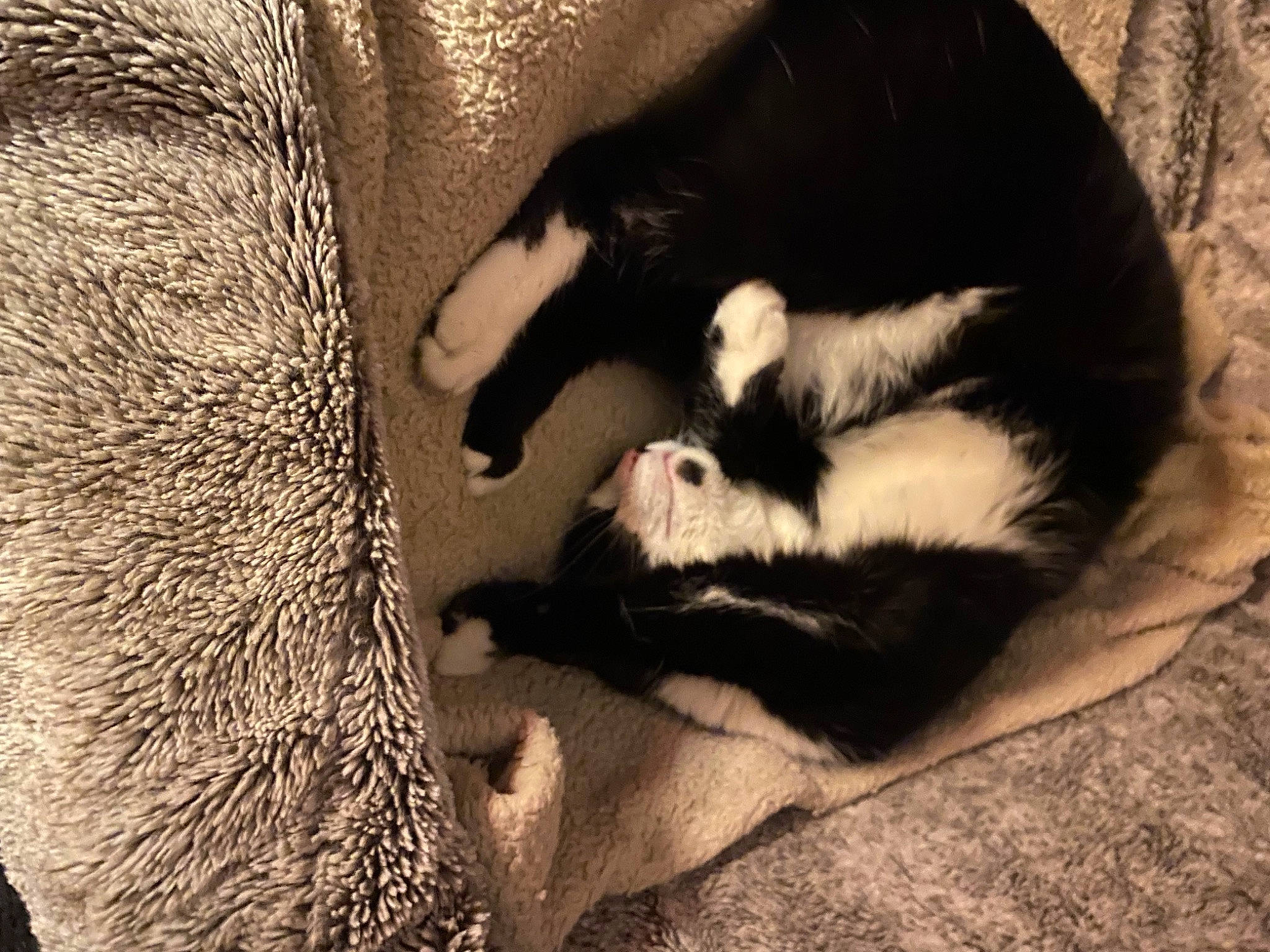 Booba a rejoint le concours — aidez-le/la à gagner de superbes lots ! carnivore, cat, claw, comfort, companion_dog, dog_breed, fawn, felidae, foot, fur, monochrome_photography, paw, shadow, small_to_medium_sized_cats, snout, sporting_group, tail, terrestrial_animal, whiskers, working_animal