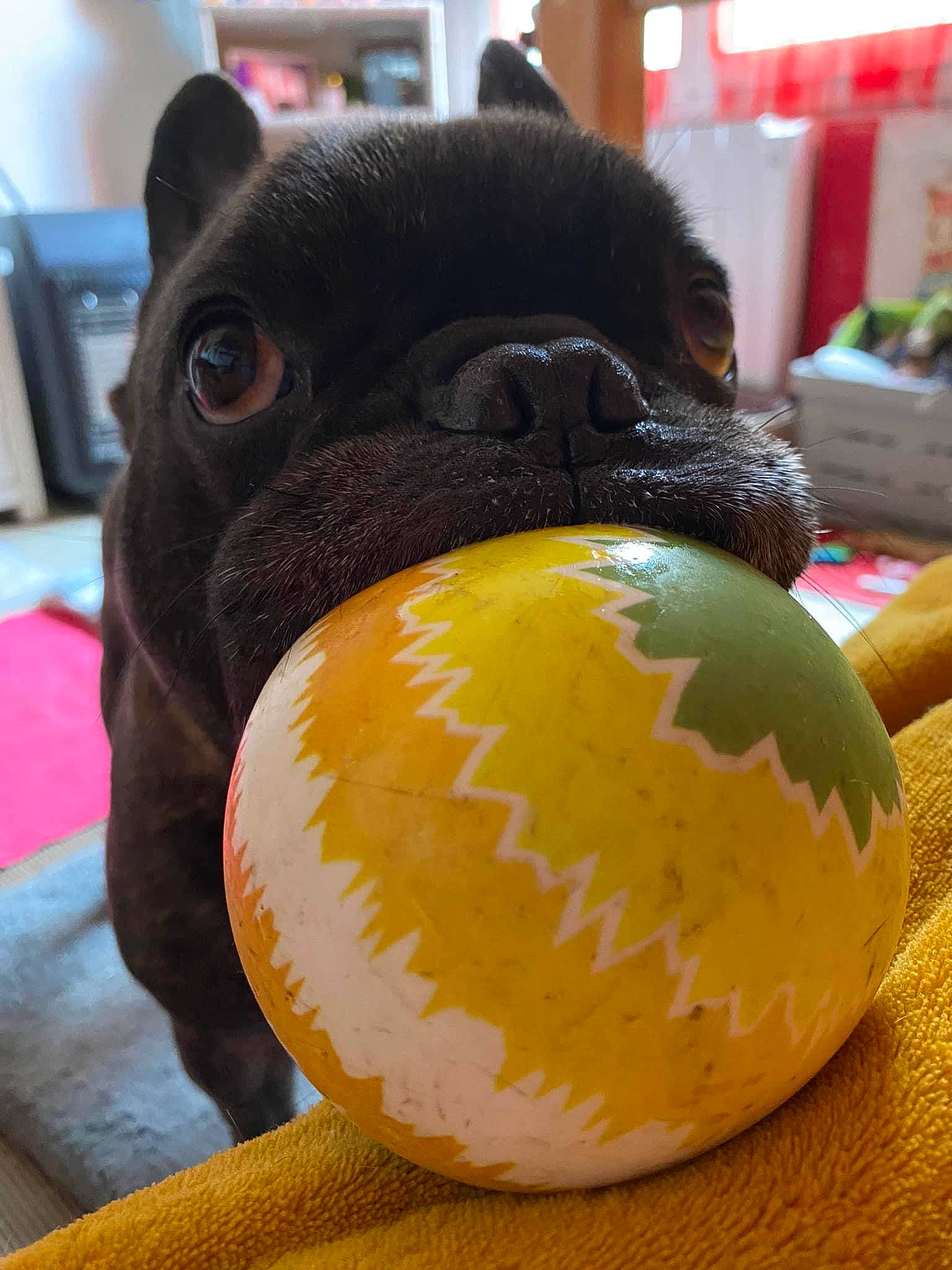 Oliver participe au concours pour gagner de l'argent avec cette photo : ancient_dog_breeds, ball, bulldog, canidae, carnivore, companion_dog, dog, dog_breed, fawn, molosser, non_sporting_group, snout, sporting_group, sports_equipment, terrestrial_animal, toy_dog, whiskers, working_animal, working_dog
