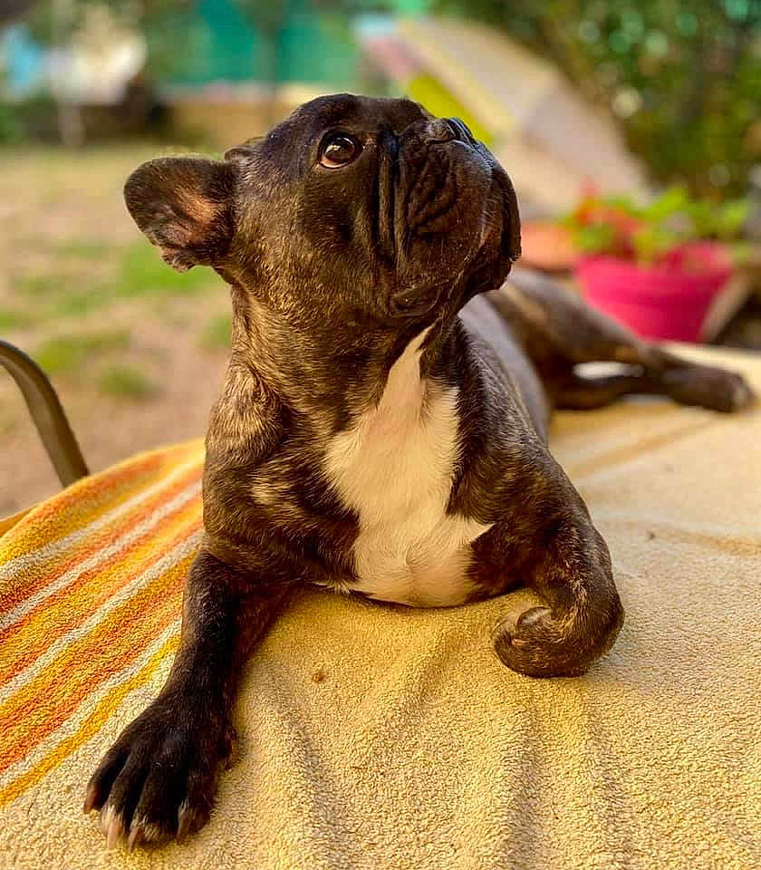 Oliver