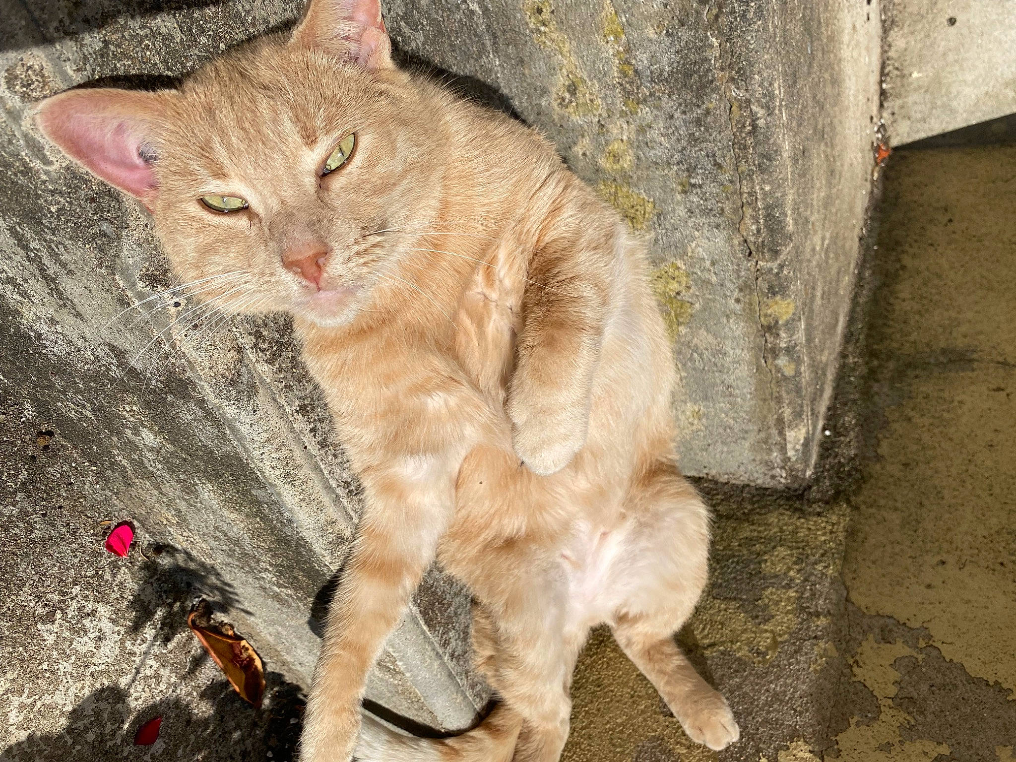 Fouiny participe au concours pour gagner de l'argent avec cette photo : art, carnivore, cat, claw, domestic_short_haired_cat, fawn, felidae, foot, fur, paw, sitting, small_to_medium_sized_cats, snout, tail, terrestrial_animal, whiskers, wildlife, wood, wrinkle