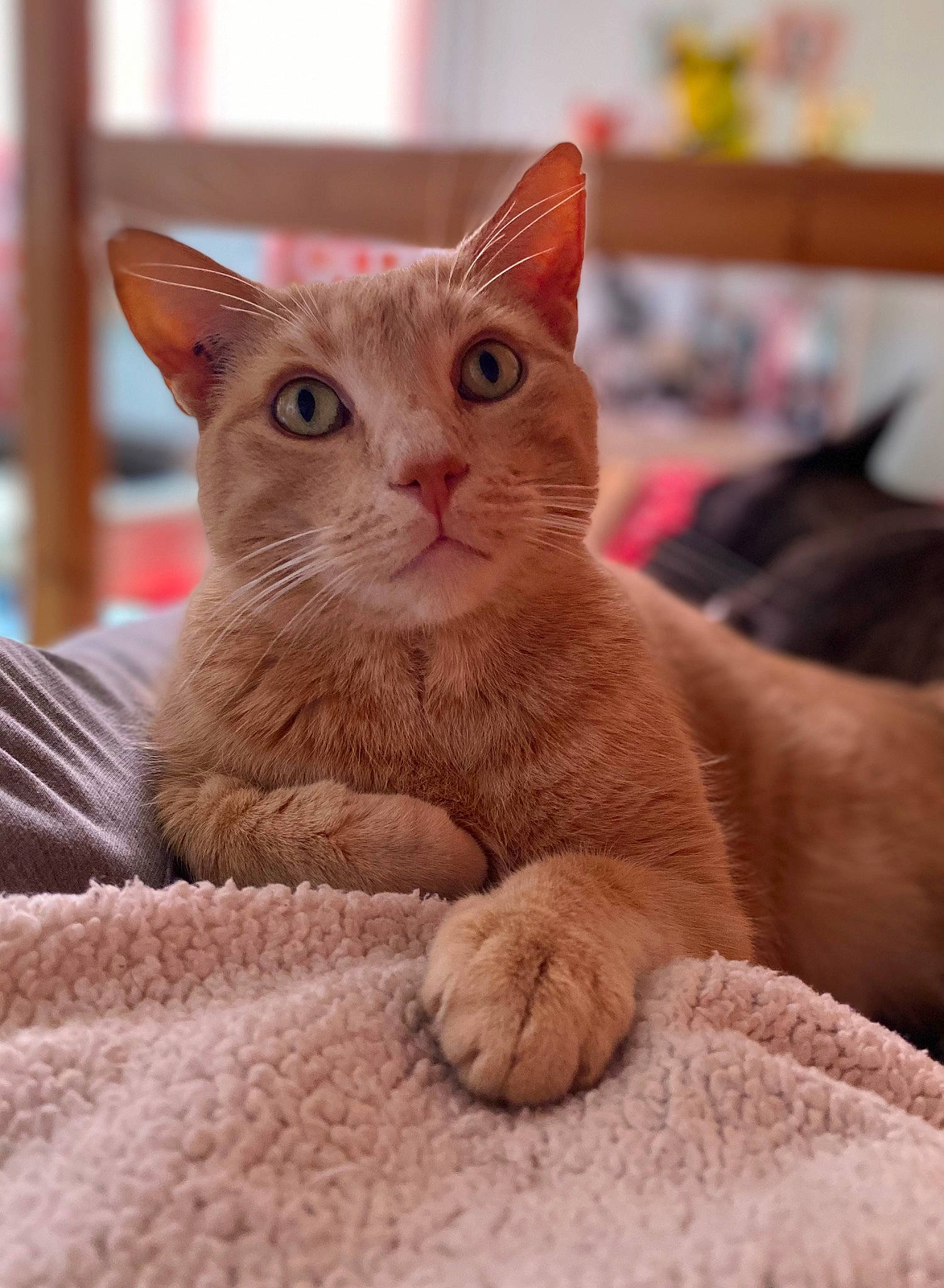 Fouiny participe au concours pour gagner de l'argent avec cette photo : carnivore, cat, claw, comfort, domestic_short_haired_cat, fawn, felidae, fur, paw, peach, sitting, small_to_medium_sized_cats, snout, terrestrial_animal, whiskers