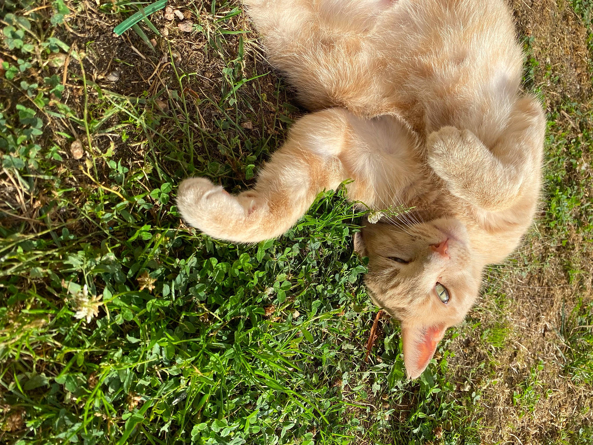 Fouiny participe au concours pour gagner de l'argent avec cette photo : canidae, dog_breed, edible_mushroom, fawn, felidae, fur, goat, goats, grass, grassland, grazing, groundcover, horn, plant, sheep, snout, sporting_group, tail, terrestrial_animal