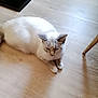 animal, calm, cat, chair_leg, cozy, domestic_animal, feline, flooring, fur, furniture, gray_cat, home, indoor, mammal, pet, quiet, relaxed, resting, white_cat, wooden_floor