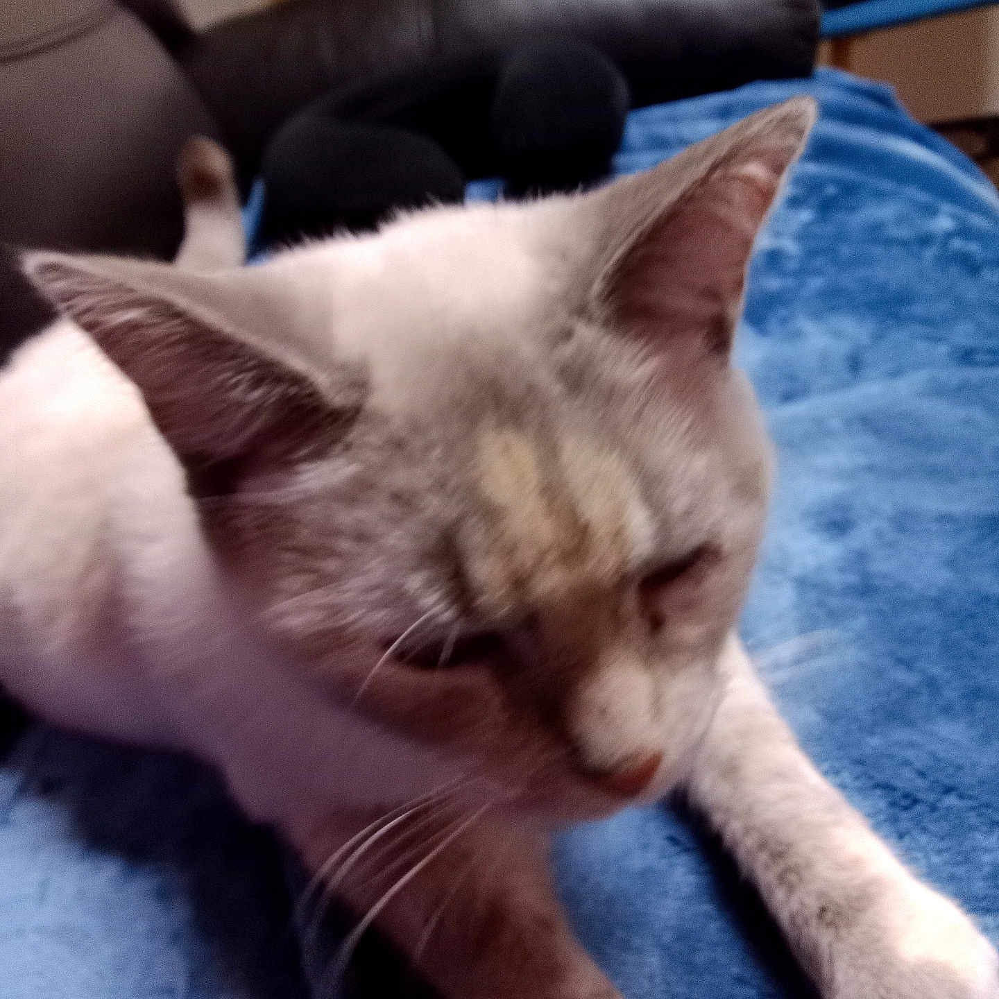 Ula a rejoint le concours — aidez-le/la à gagner de superbes lots ! animal, blanket, blue, cat, closeup, couch, cozy, ears, feline, fur, home, indoor, nose, paw, pet, relaxed, resting, sleepy, soft, whiskers