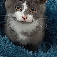 Mimi is registered to the contest to win money with this photo: cat, kitten, gray, white, fluffy, blanket, blue, pet, fur, whiskers, ears, cute, domestic_animal, indoor, resting, animal, young, feline, closeup, soft