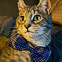 cat, tabby, bow_tie, polka_dot, pet, indoor, close_up, feline, whiskers, ears, yellow_eyes, curious, cute, animal, portrait, domestic_cat, fur, mammal, face, sitting