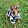 dog, small_dog, grass, flowers, greenery, outdoor, pet_clothing, sweater, cute, animal, nature, ear, brown_dog, looking_up, fur, canine, field, plant, leaf, adorable