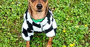 Brooke joined the competition — help win amazing prizes! animal, canine, clothing, collar, cute, dog, ears, eyes, fur, grass, greenery, looking_at_camera, nature, outdoor, pet, portrait, small_dog, standing, sweater, yellow_flowers