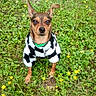 dog, small_dog, grass, greenery, yellow_flowers, outdoor, pet, canine, animal, fur, ears, collar, clothing, sweater, nature, cute, portrait, eyes, standing, looking_at_camera