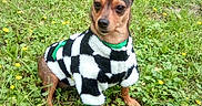Brooke is registered to the contest to win money with this photo: dog, grass, flower, yellow_flower, pet_clothing, sweater, outdoor, nature, small_dog, cute, animal, canine, field, greenery, ear, sitting, portrait, cozy, spring, floral