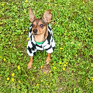 Brooke is registered to the contest to win money with this photo: dog, small_dog, grass, greenery, yellow_flowers, outdoor, pet_clothing, animal, cute, alert, nature, fur, ears, brown_fur, black_and_white, sweater, standing, tiny_flowers, daylight, curious