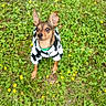 dog, small_dog, grass, greenery, yellow_flowers, outdoor, pet_clothing, animal, cute, alert, nature, fur, ears, brown_fur, black_and_white, sweater, standing, tiny_flowers, daylight, curious