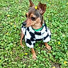 dog, small_dog, grass, yellow_flower, flower, outdoor, pet, animal, greenery, cute, sweater, black_and_white, nature, leafy, plant, fur, ears, sitting, canine, closeup
