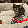 animal, cat, colorful_toy, cozy, curious, cute, domestic_cat, feline, fluffy, fuzzy_toy, indoor, kitten, pet_bed, playful, resting_place, small_animal, soft_texture, tabby, toy, young_cat