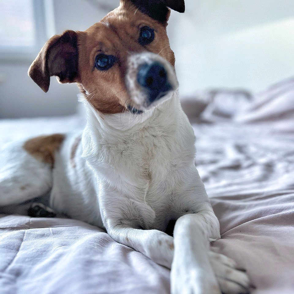 Pincho participe au concours pour gagner de l'argent avec cette photo : bed, bedding, blur, bokeh, brown_markings, canine, close_up, cozy, curious, dog, ears, eyes, fur, indoors, jack_russell, nose, paws, pet, portrait, white_fur