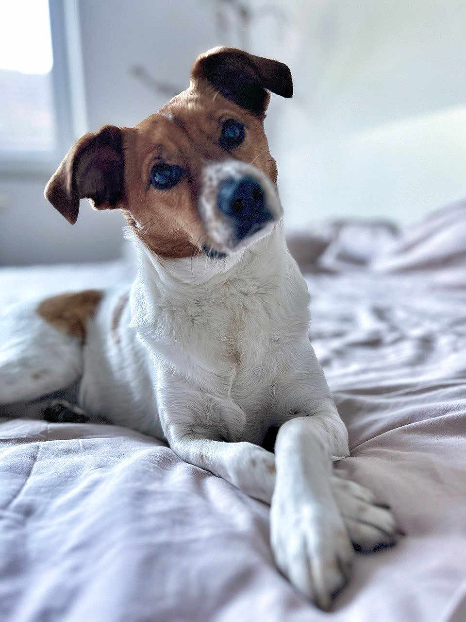 Pincho participe au concours pour gagner de l'argent avec cette photo : dog, jack_russell, pet, canine, bed, bedding, indoors, portrait, close_up, bokeh, blur, paws, nose, ears, eyes, fur, white_fur, brown_markings, curious, cozy