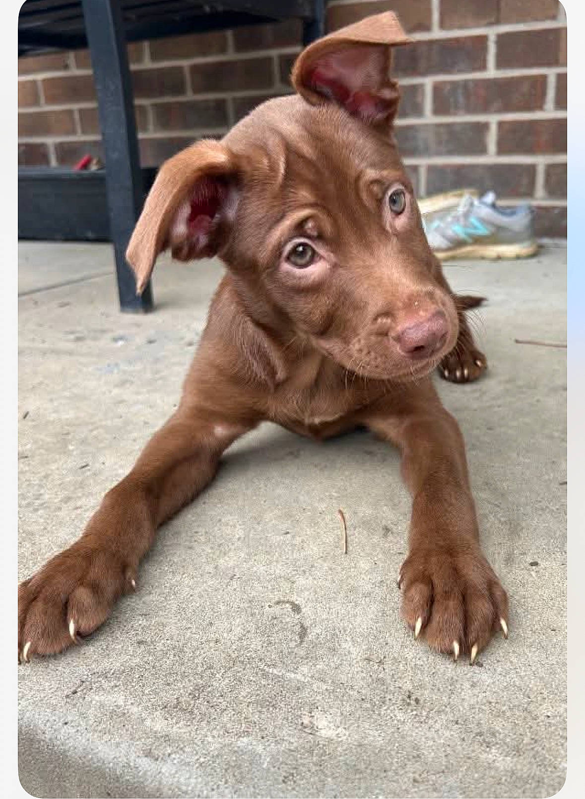Mocha