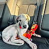 Rhysand is registered to the contest to win money with this photo: animal, automotive, backseat, car, curious, cute, dog, indoors, leather_seat, pet, portrait, puppy, red_toy, seatbelt, sitting, sunlight, superhero_toy, toy, travel, weimaraner