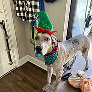 Rhysand joined the competition — help win amazing prizes! bandana, christmas, clothing, coat, costume, dog, door, elf_hat, entryway, funny, great_dane, groceries, holiday, indoors, pet, plastic_bag, portrait, standing, window, wood_floor
