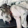 blanket, closeup, collar, couch, cozy, dog, floppy_ears, gray_dog, indoor, lying_down, pendant, pet, portrait, relaxed, short_hair, sleeping, superhero, tired, tongue, white_dog