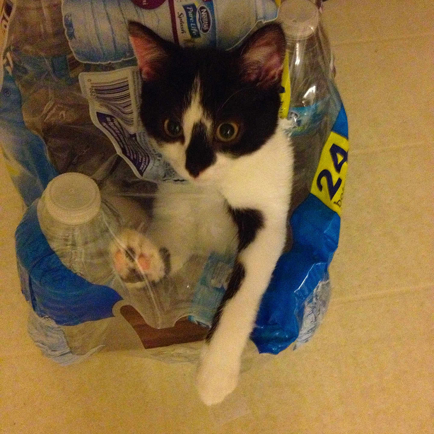 Kentucky is registered to the contest to win money with this photo: animal, black_and_white, cat, close_up, container, curious, cute, feline, floor, indoor, kitten, paw, pet, plastic_wrap, playful, stretching, transparent, trapped, water_bottle_pack, young