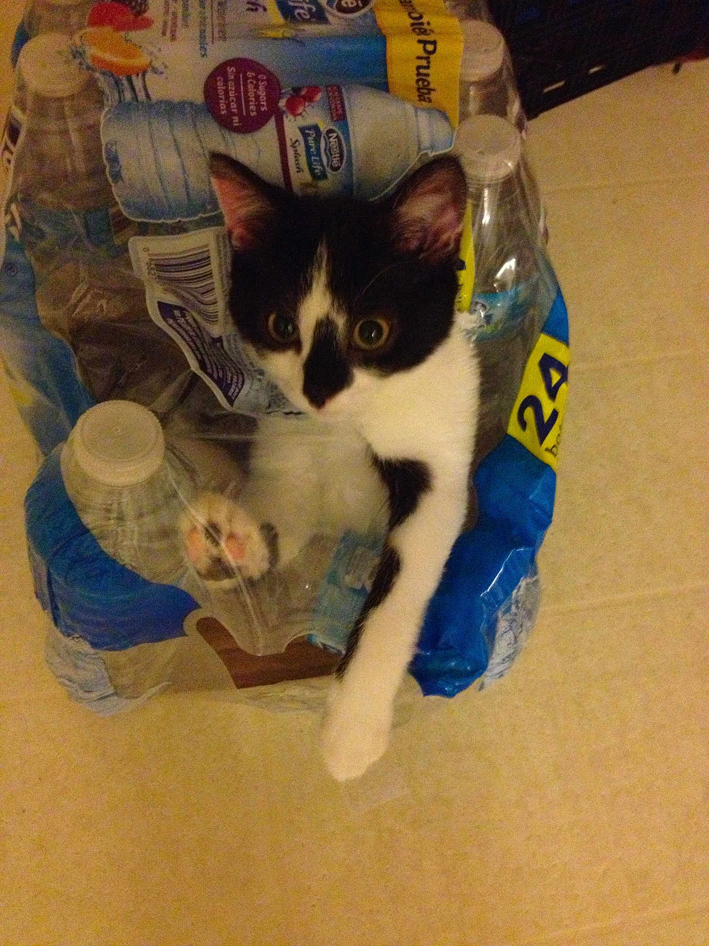 Kentucky is registered to the contest to win money with this photo: cat, kitten, black_and_white, paw, water_bottle_pack, plastic_wrap, floor, indoor, curious, pet, animal, trapped, stretching, transparent, container, cute, playful, young, feline, close_up