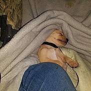 Maggie is registered to the contest to win money with this photo: animal, blanket, closeup, collar, comfort, cozy, cute, dog, fabric, fur, indoor, nap, paw, pet, puppy, rest, sleeping, snuggled, warm, young