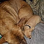 Maggie joined the competition — help win amazing prizes! animal, blanket, brown, closeup, collar, companion, cozy, cute, dog, fur, indoors, large, napping, pet, puppy, resting, sleeping, small, snuggling, soft