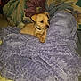 Maggie is registered to the contest to win money with this photo: animal, blanket, collar, comfort, couch, cozy, curious, cute, dog, floral, fur, home, indoor, pet, puppy, purple, relaxing, small, soft, young