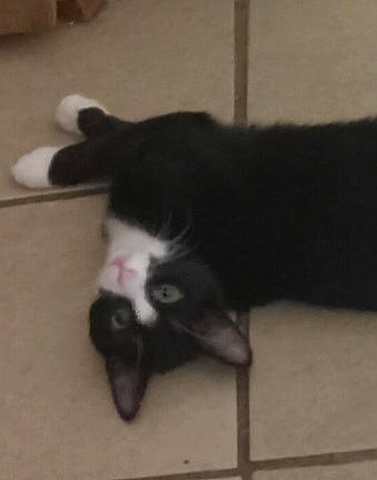 Oreo joined the competition — help win amazing prizes! black_cat, carmine, carnivore, cat, claw, comfort, dog_breed, domestic_short_haired_cat, felidae, floor, flooring, fur, hardwood, human_leg, paw, small_to_medium_sized_cats, snout, tail, whiskers, wood