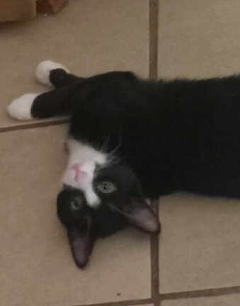Oreo
