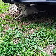 Snowball joined the competition — help win amazing prizes! animal, canine, car, dirt, dog, grass, greenery, license_plate, nature, outdoor, panting, parking, pet, red_car, resting, shade, summer, sunlight, vehicle, white_dog