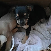 Sheba is registered to the contest to win money with this photo: animal, black, brown, cardboard_box, companion, cozy, curious, cute, dog, domestic, floor, fur, indoor, pet, puppy, resting, shoe, small, towel, young