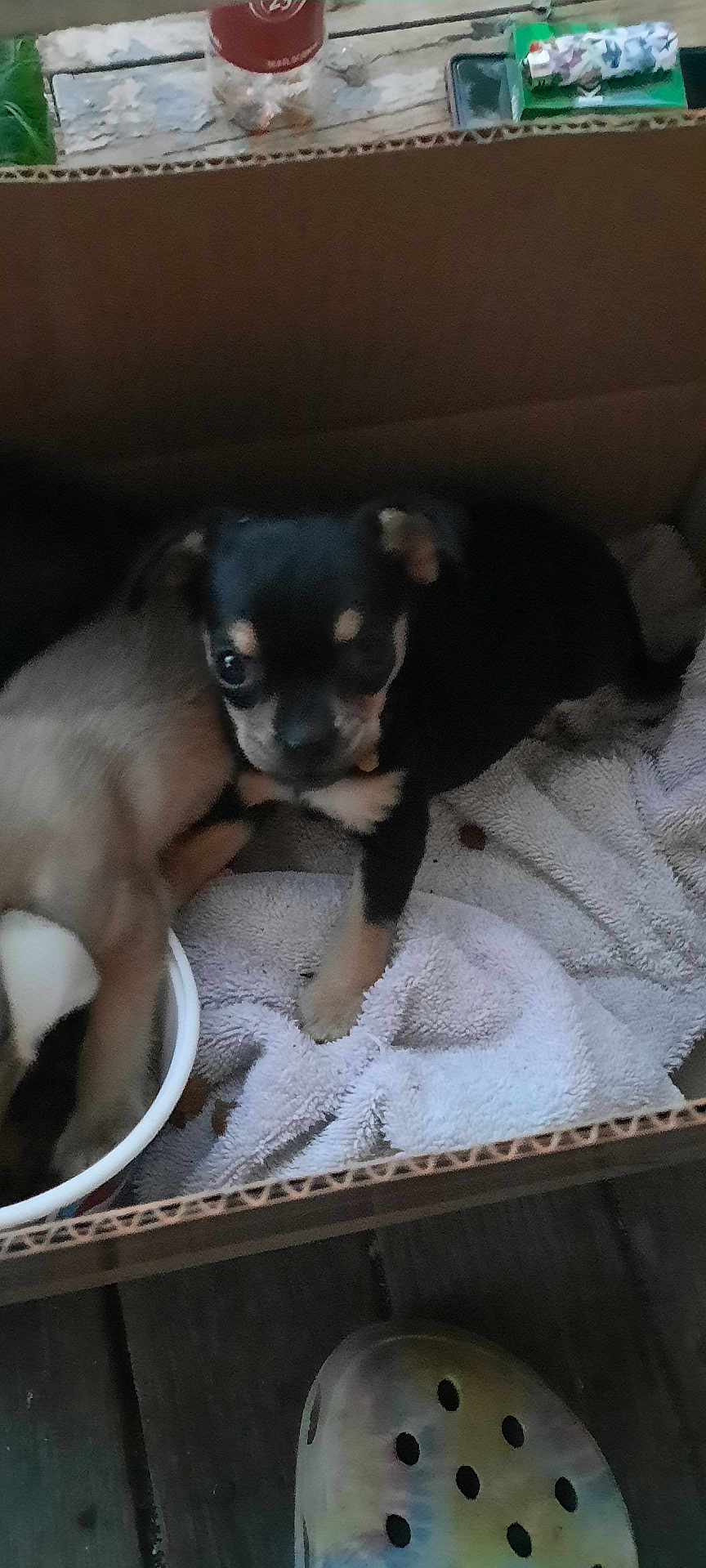 Sheba is registered to the contest to win money with this photo: animal, black, brown, cardboard_box, companion, cozy, curious, cute, dog, domestic, floor, fur, indoor, pet, puppy, resting, shoe, small, towel, young