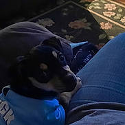 Sheba joined the competition — help win amazing prizes! black_and_tan, blue_jeans, carpet, casual, clothing, cozy, cute, dim_lighting, dog, floral_pattern, home, hoodie, indoor, lap, looking_up, person, pet, relaxed, resting, small_dog