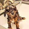 Hades joined the competition — help win amazing prizes! dog, wet, bathroom, sink, faucet, puppy, pet, wet_fur, looking_up, indoor, bathtub, countertop, shiny, orange, pumpkin, halloween, decor, cute, animal, pet_care