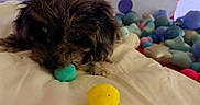 Hades is registered to the contest to win money with this photo: animal, background, blanket, close_up, colorful, cozy, cute, dog, fur, indoor, lying_down, pet, playful, polka_dots, pom_pom, puppy, resting, small_dog, soft_toys, toy