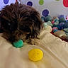 animal, background, blanket, close_up, colorful, cozy, cute, dog, fur, indoor, lying_down, pet, playful, polka_dots, pom_pom, puppy, resting, small_dog, soft_toys, toy