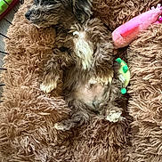 Hades joined the competition — help win amazing prizes! puppy, dog, pet, sleeping, bed, fluffy, fur, toy, pink_toy, green_toy, cozy, relaxed, indoor, animal, cute, resting, paw, small_dog, canine, furry