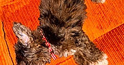 Hades is registered to the contest to win money with this photo: dog, puppy, sleeping, collar, orange_couch, furry, pet, resting, indoor, cozy, cute, small_dog, animal, domestic_animal, fur, relaxation, home, comfort, bright_color, texture