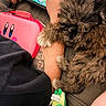 Hades is registered to the contest to win money with this photo: dog, fluffy, cuddling, arm, tattoo, handheld_device, gaming, pink_case, kirby, plush_toy, green_toy, person, casual, relaxing, closeup, indoor, playing, fur, paw, tattooed_arm